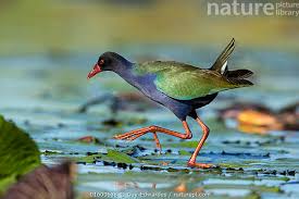 Image result for Porphyrio alleni