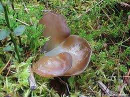 Attēlu rezultāti vaicājumam “Pseudohydnum gelatinosum”