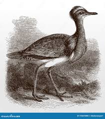 Image result for Chlamydotis macqueenii