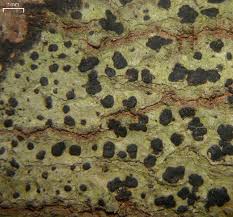 Attēlu rezultāti vaicājumam “Arthonia spadicea”