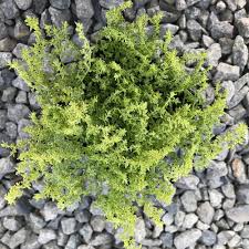 Attēlu rezultāti vaicājumam “Herniaria glabra”