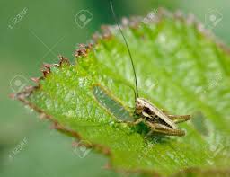 Attēlu rezultāti vaicājumam “Metrioptera roeselii”