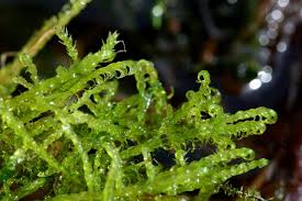 Attēlu rezultāti vaicājumam “Sanionia uncinata”