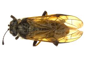 Attēlu rezultāti vaicājumam “Trichiosoma”