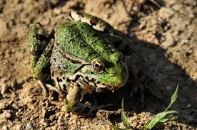 Attēlu rezultāti vaicājumam “Pelophylax adult”