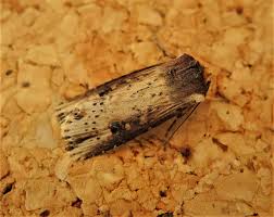 Attēlu rezultāti vaicājumam “Axylia putris”