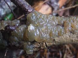 Attēlu rezultāti vaicājumam “Myxarium nucleatum”