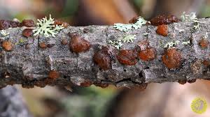 Attēlu rezultāti vaicājumam “Exidia saccharina”