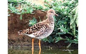 Attēlu rezultāti vaicājumam “Philomachus pugnax adult”