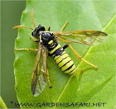 Attēlu rezultāti vaicājumam “Tenthredo scrophulariae”