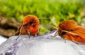 Attēlu rezultāti vaicājumam “Phragmatobia fuliginosa imago”