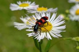Attēlu rezultāti vaicājumam “Trichodes apiarius”