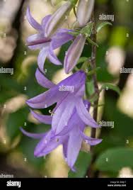 Attēlu rezultāti vaicājumam “Campanula rapunculoides bud”