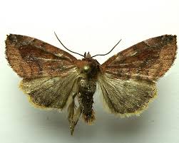 Attēlu rezultāti vaicājumam “Cosmia pyralina”