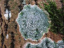 Attēlu rezultāti vaicājumam “Pertusaria albescens”