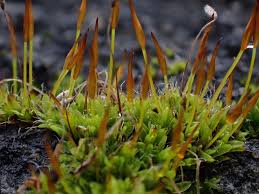 Attēlu rezultāti vaicājumam “Tortula muralis”