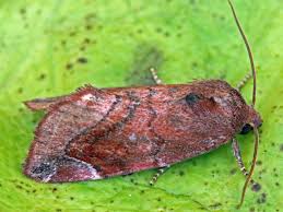 Attēlu rezultāti vaicājumam “Cosmia pyralina”