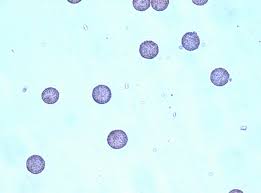 Attēlu rezultāti vaicājumam “Physarum leucopus plasmodium”