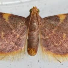 Attēlu rezultāti vaicājumam “Hypsopygia costalis”