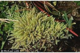 Attēlu rezultāti vaicājumam “Philonotis”