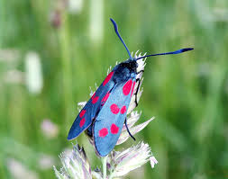 Attēlu rezultāti vaicājumam “Zygaena filipendulae exuvia”