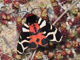 Attēlu rezultāti vaicājumam “Oeneis jutta underside”