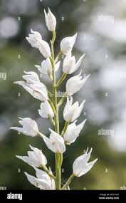 Attēlu rezultāti vaicājumam “Cephalanthera longifolia”