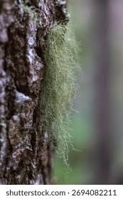 Attēlu rezultāti vaicājumam “Usnea filipendula”