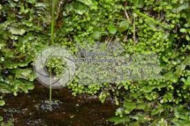 Attēlu rezultāti vaicājumam “Reboulia hemisphaerica”