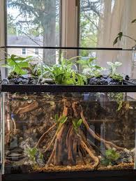 Attēlu rezultāti vaicājumam “Sphagnum riparium”