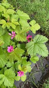 Attēlu rezultāti vaicājumam “Rubus arcticus flower”
