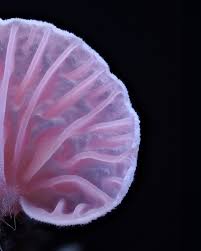 Attēlu rezultāti vaicājumam “Bryum pallens sporophyte”