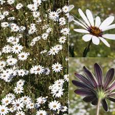 Image result for Dimorphotheca pluvialis