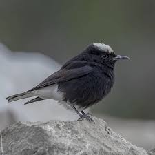 Image result for Oenanthe leucopyga