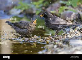 Attēlu rezultāti vaicājumam “Turdus merula juvenile”