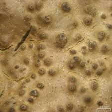 Attēlu rezultāti vaicājumam “Verrucaria hydrela”