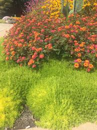 Attēlu rezultāti vaicājumam “Sedum pallidum flower”