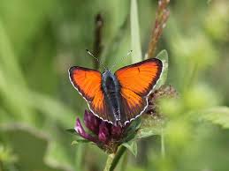 Attēlu rezultāti vaicājumam “Lycaena hippothoe underside”