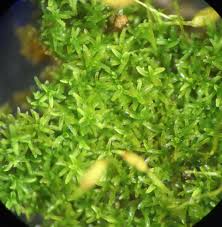 Attēlu rezultāti vaicājumam “Gymnostomum calcareum macro”