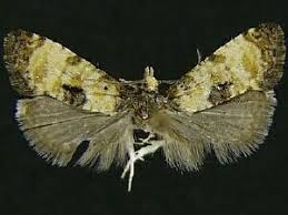 Attēlu rezultāti vaicājumam “Cochylis dubitana”