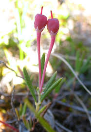 Attēlu rezultāti vaicājumam “Andromeda polifolia bud”