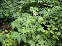 Attēlu rezultāti vaicājumam “Chaerophyllum aromaticum leaf”