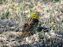 Attēlu rezultāti vaicājumam “Emberiza citrinella juvenile”