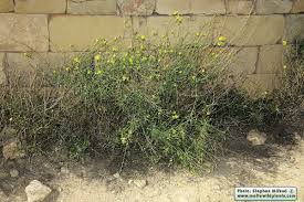 Attēlu rezultāti vaicājumam “Diplotaxis tenuifolia bud”