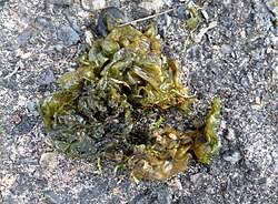 Attēlu rezultāti vaicājumam “Nostoc pruniforme cells”