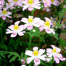 Image result for Schizanthus