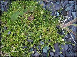 Attēlu rezultāti vaicājumam “Sagina procumbens flower”