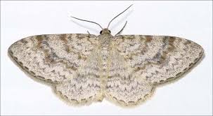 Attēlu rezultāti vaicājumam “Hydrelia sylvata”