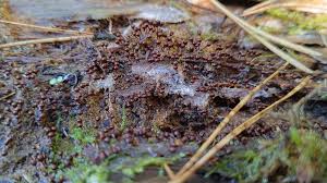 Attēlu rezultāti vaicājumam “Hemitrichia decipiens var. hemitrichoides”