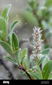 Attēlu rezultāti vaicājumam “Salix lapponum”